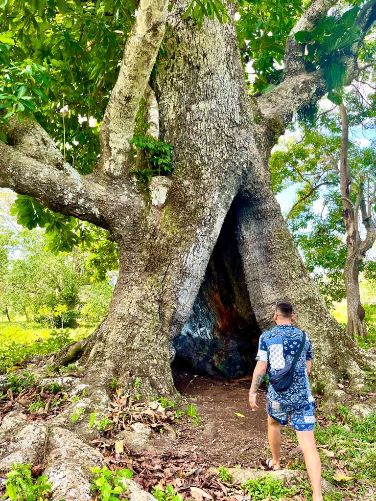 Arbol Magico Necocli